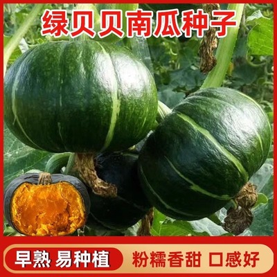绿贝贝高产小南瓜种子板栗味秧