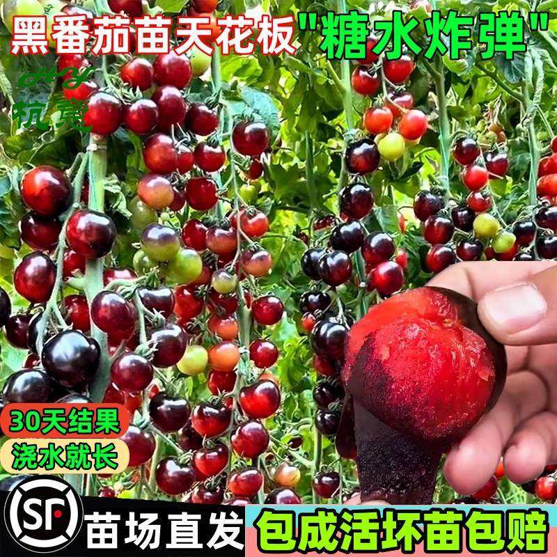 黑珍珠番茄苗圣女果幼苗水果西红柿苗樱桃小番茄秧苗四季阳台盆栽,鲜花速递/花卉仿真/绿植园艺,种苗/半成品盆栽,淘宝优惠券,粉丝福利购,淘宝优惠卷