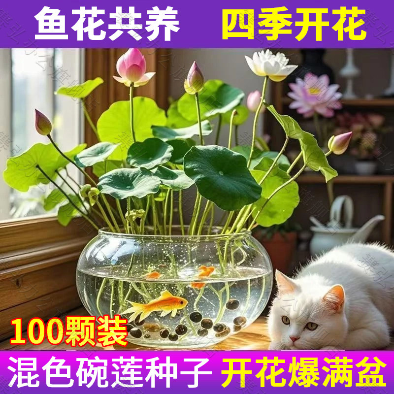 碗莲种七彩五颜六色水培花卉水养四季莲花荷花种莲藕绿植水培莲子