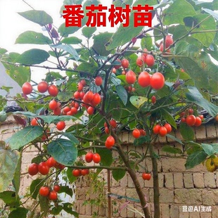 老种大树番茄树苗甜脆水果树苗盆栽地栽南北方庭院当年结果