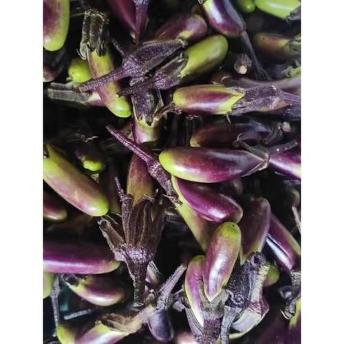 云南老品种小茄子新鲜紫茄