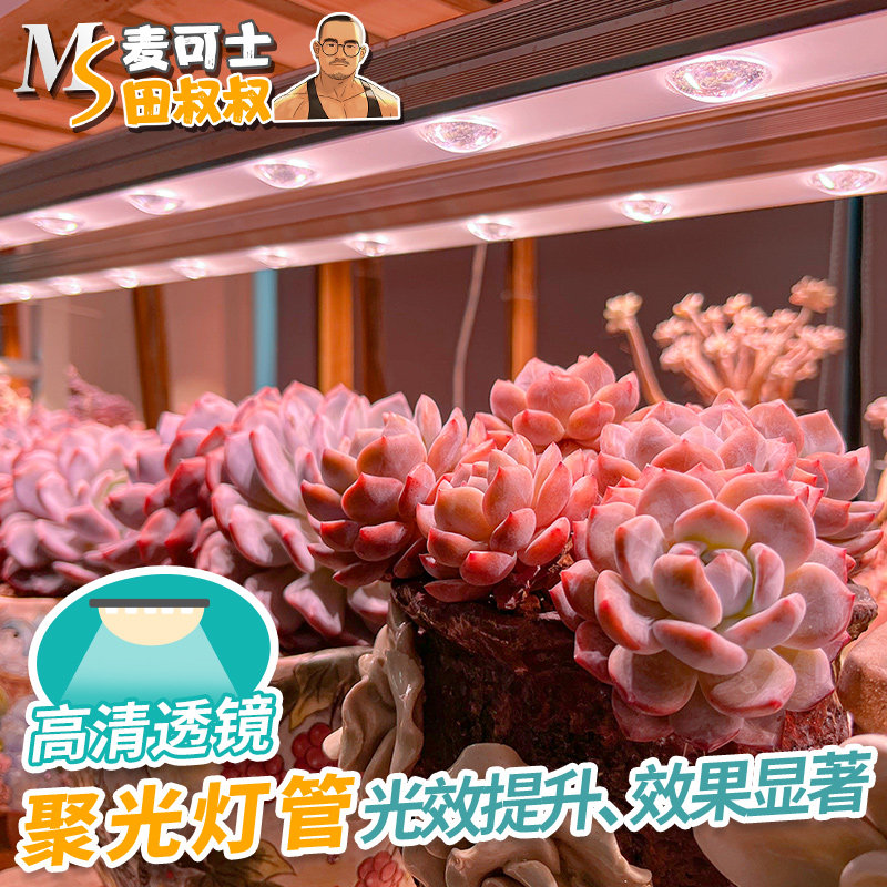 田叔叔联名 多肉补光灯家用上色led仿太阳植物生长聚光灯管麦可士,家装灯饰光源,植物生长灯,淘宝优惠券,粉丝福利购,淘宝优惠卷