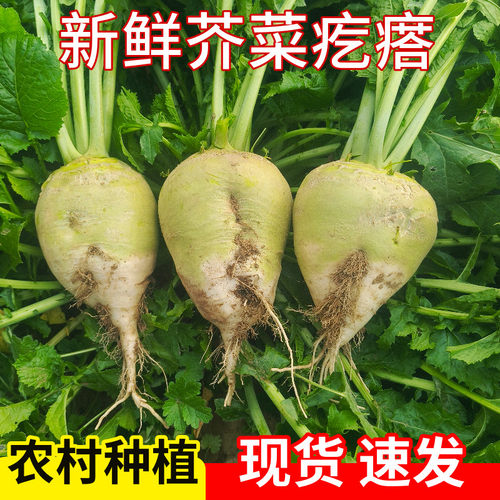 新鲜现挖芥菜疙瘩农家种植大头菜