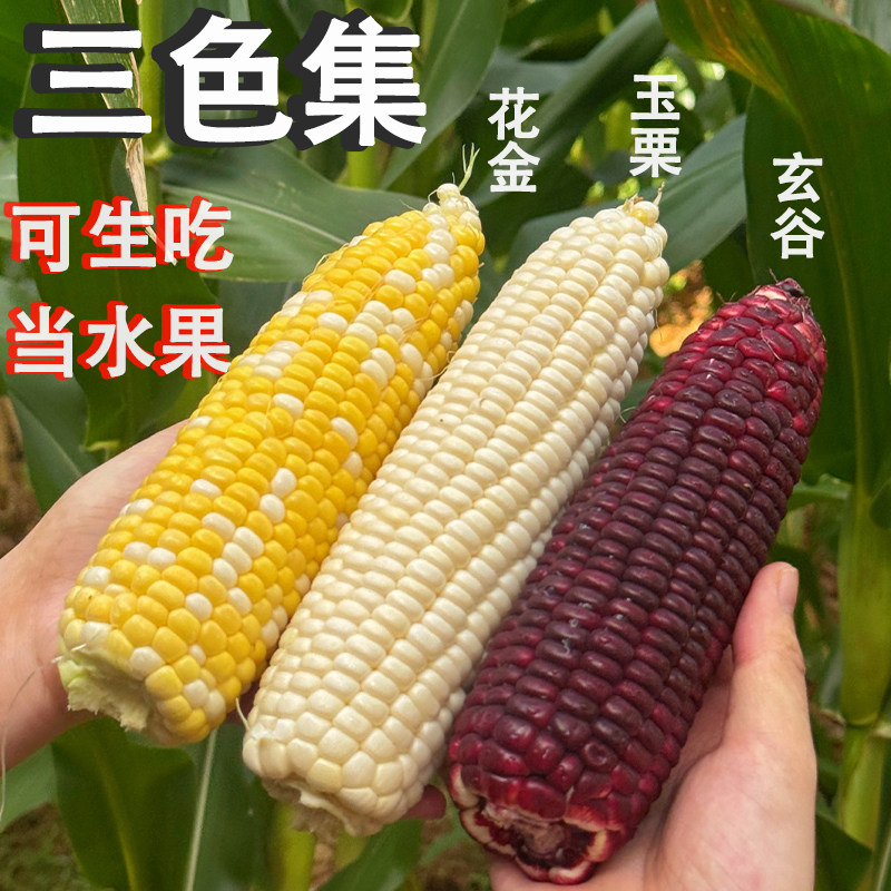 三色牛奶水果玉米甜紫色玄谷双拼新鲜现摘爆汁可生吃带叶艾菲玉栗