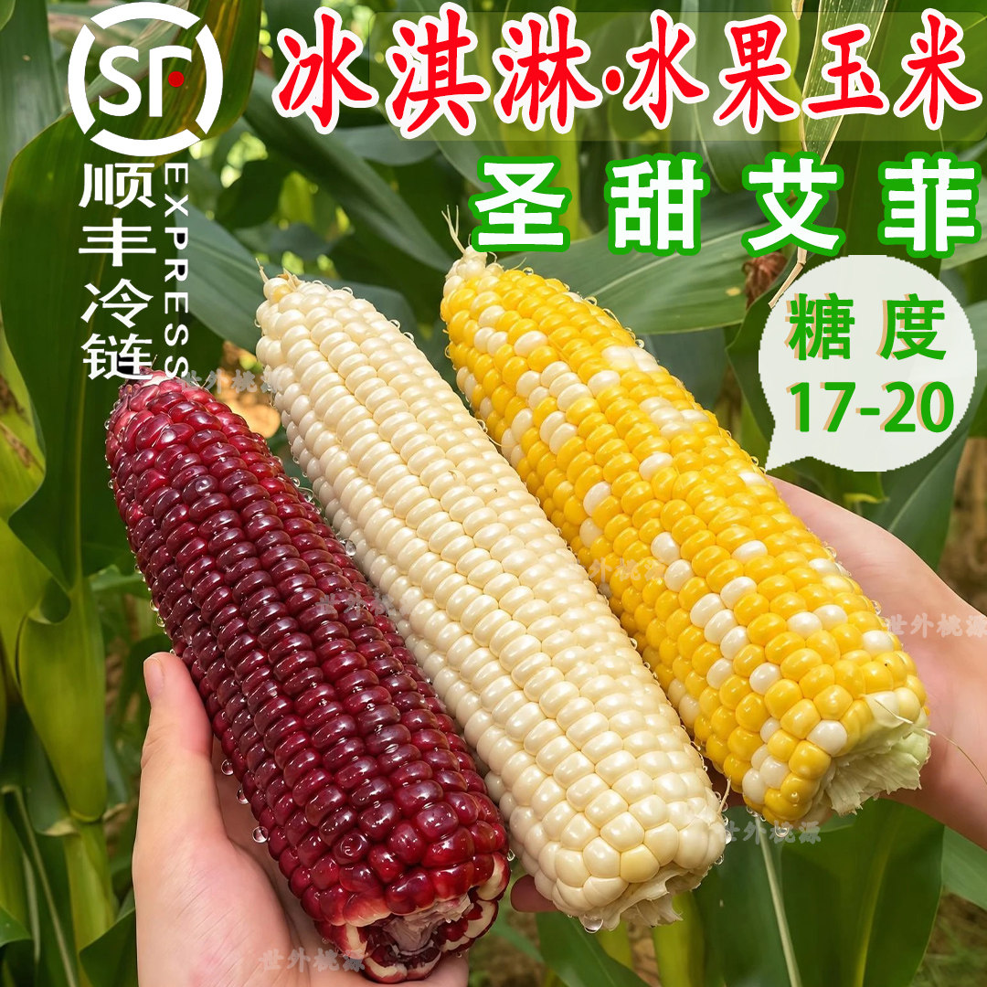 顺丰圣甜艾菲水果玉米新鲜现摘玉糖珠生吃爆浆牛奶玉米非转基因糖