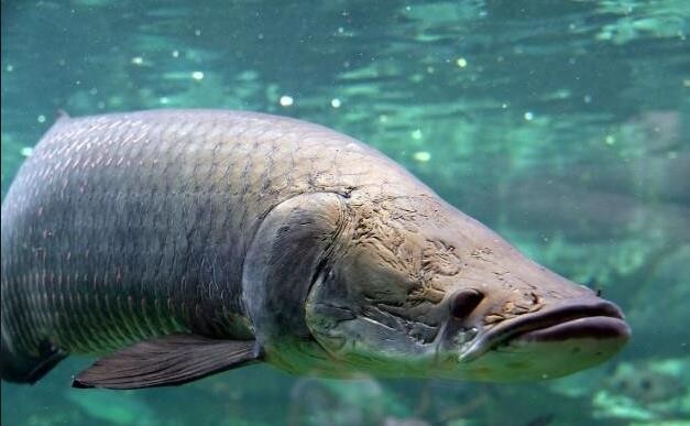 巨骨舌鱼  红尾海象 热带大型猛鱼