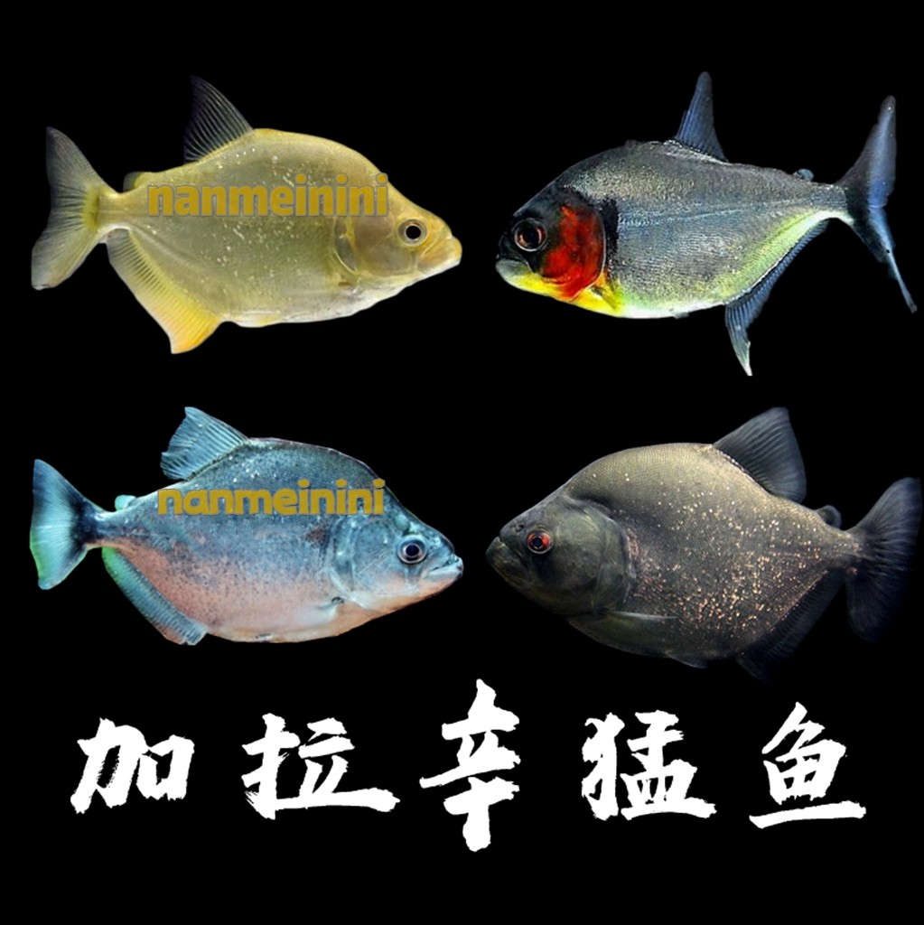 秘鲁普黑秘鲁钻黑艾伦水虎南美加拉辛猛鱼活体