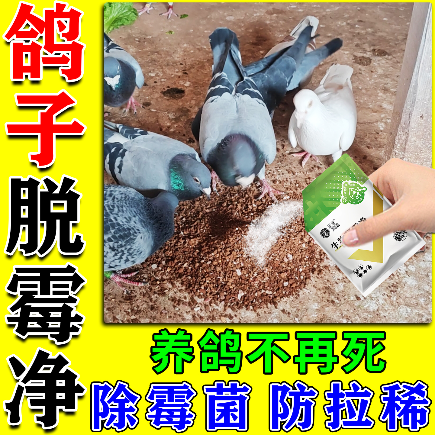 鸽子脱霉净一吃除霉菌不再死