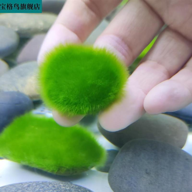 现货速发绿藻藻种短绒藻长绒藻藻石藻球绿藻苏虾藻鱼缸绿藻绿苔种