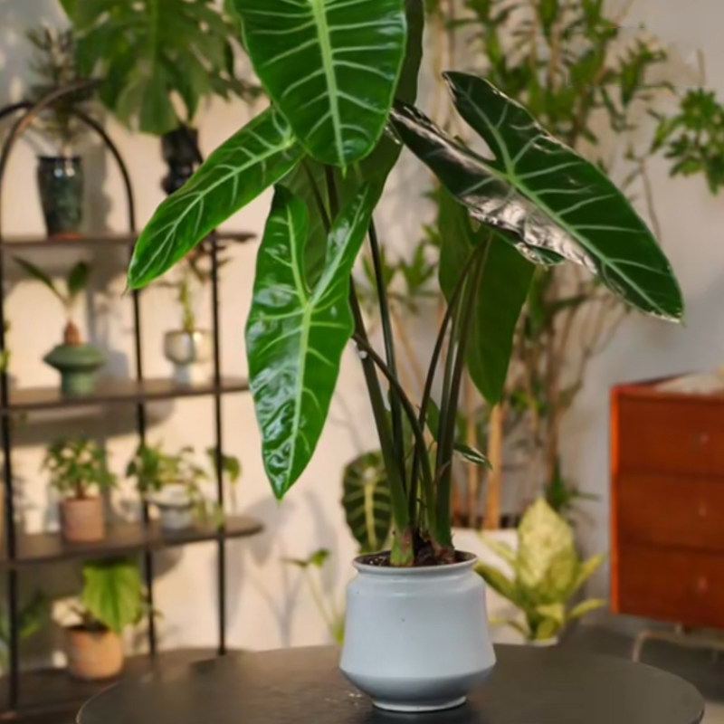 银脉箭叶海芋植物剑叶海芋热植室内好养四季懒人水养绿植客厅图片