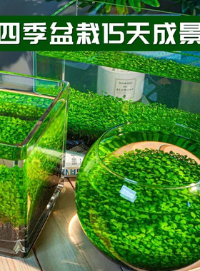 水草种子水草泥生态家用创意鱼缸玻璃瓶水培植物四季造景鱼缸112