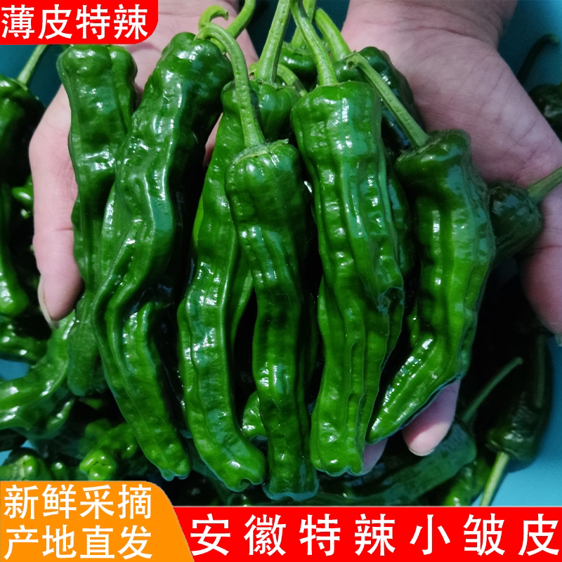 薄皮特辣特香小皱皮辣椒