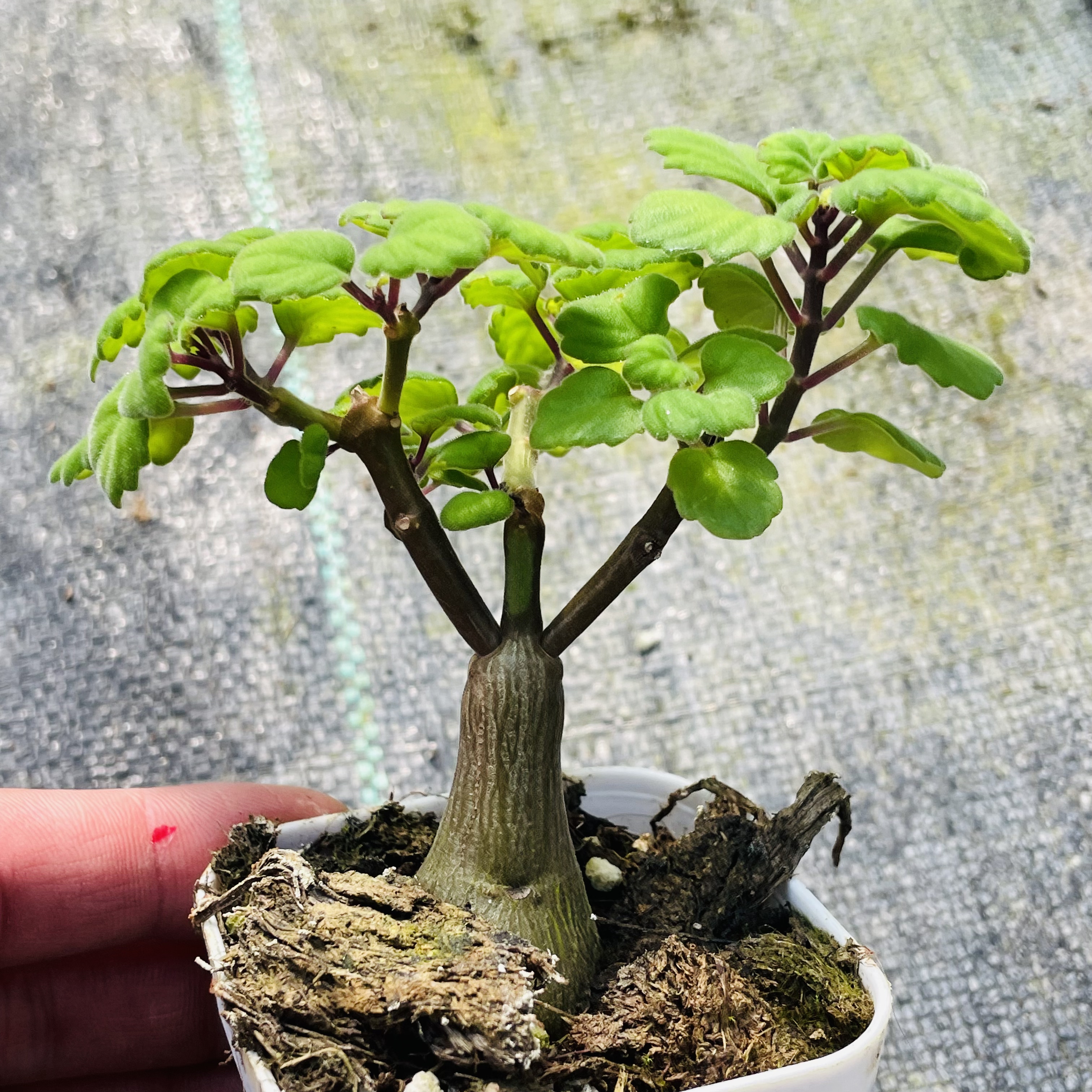 爱氏延命草。   Plectr桌面绿植