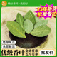 广西香叶天然月桂叶500g精选香料卤料桂皮八角组合腥解腻提味增香