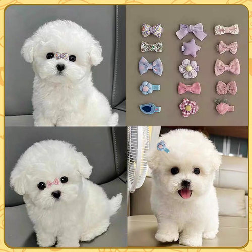小狗狗发夹蝴蝶结装饰品比熊犬