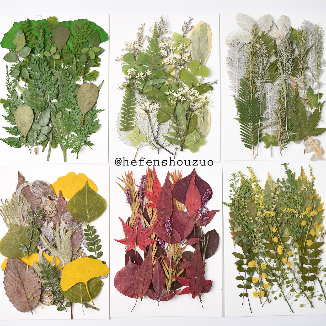 干燥花植物标本幼儿园手