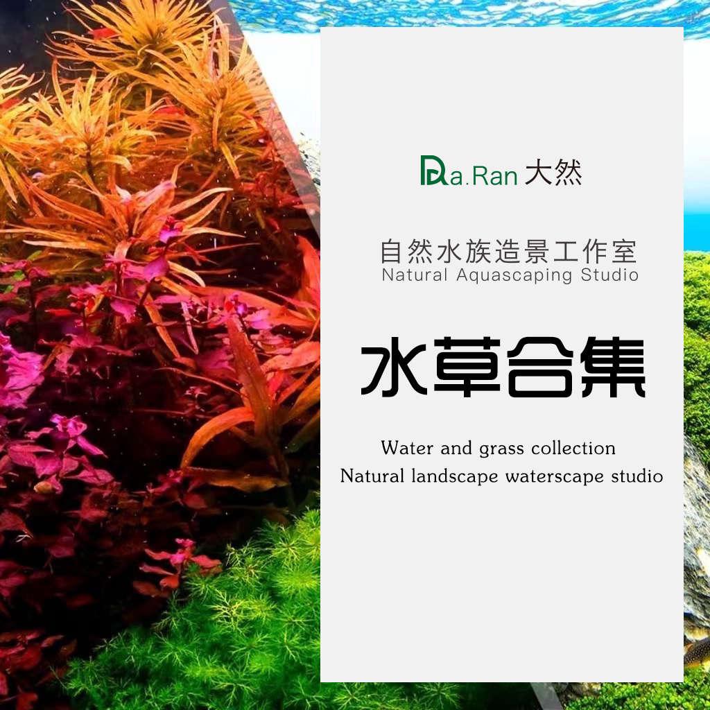 鱼缸水草植物 造景套餐阴性阳性草趴地矮珍珠水榕红绿宫廷莫斯