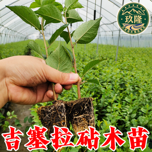 吉塞拉6号12号17号Y1砧木苗矮化樱桃砧木苗嫁接专用樱桃砧木