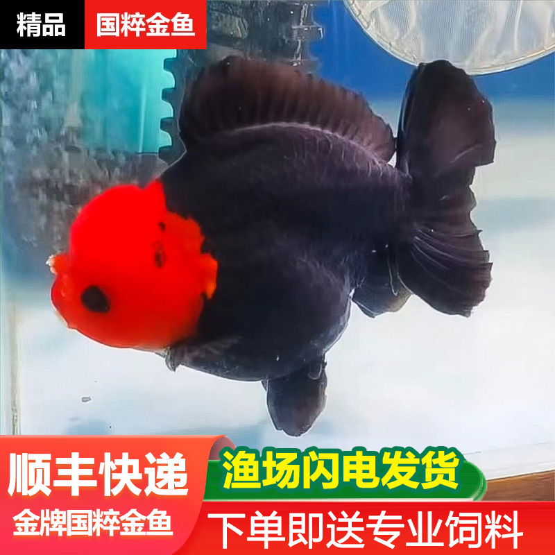 玛丽泰狮将军元宝金鱼精品元宝狮进口熊猫热带冷水鱼波妞原泰观赏