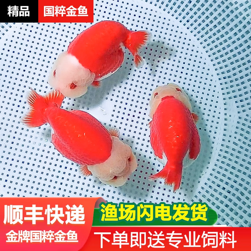 兰寿金鱼活鱼奶牛波妞鱼苗观赏鱼熊猫冷水鱼蓝寿好养玉面红袍好养