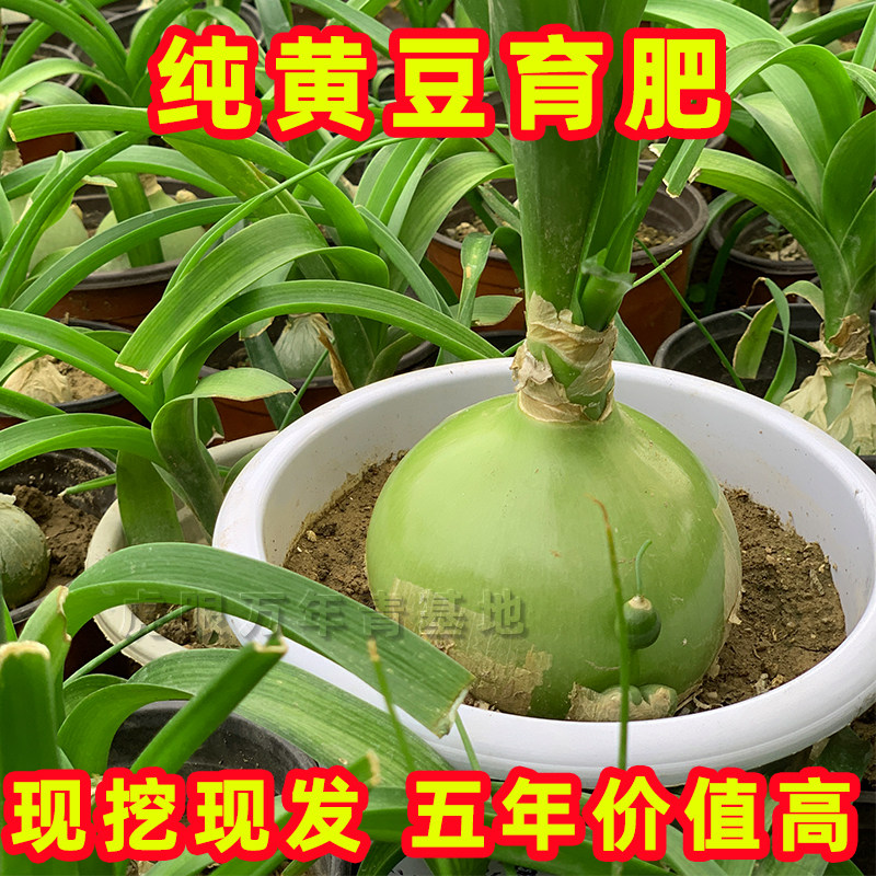 虎眼万年青种球苗冻干粉干叶东北旱三七盆栽海葱长白山中药可食用