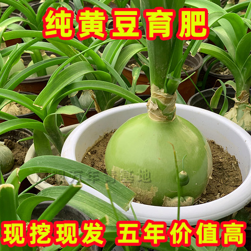 虎眼万年青中草药可食用