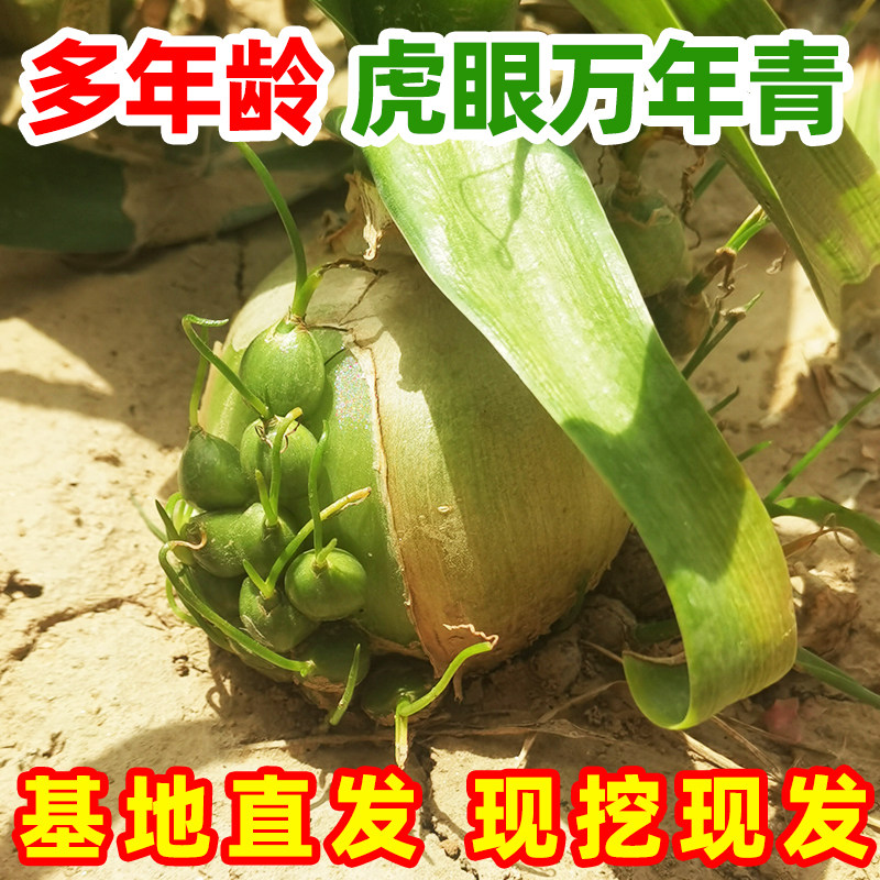 正宗多年生虎眼万年青种球苗东北旱三七盆栽海葱长白山中药可食用,鲜花速递/花卉仿真/绿植园艺,大型绿植/成品组合盆栽,淘宝优惠券,粉丝福利购,淘宝优惠卷