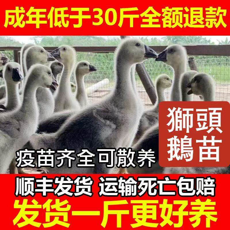 【正宗狮头鹅】一斤发货到家散养