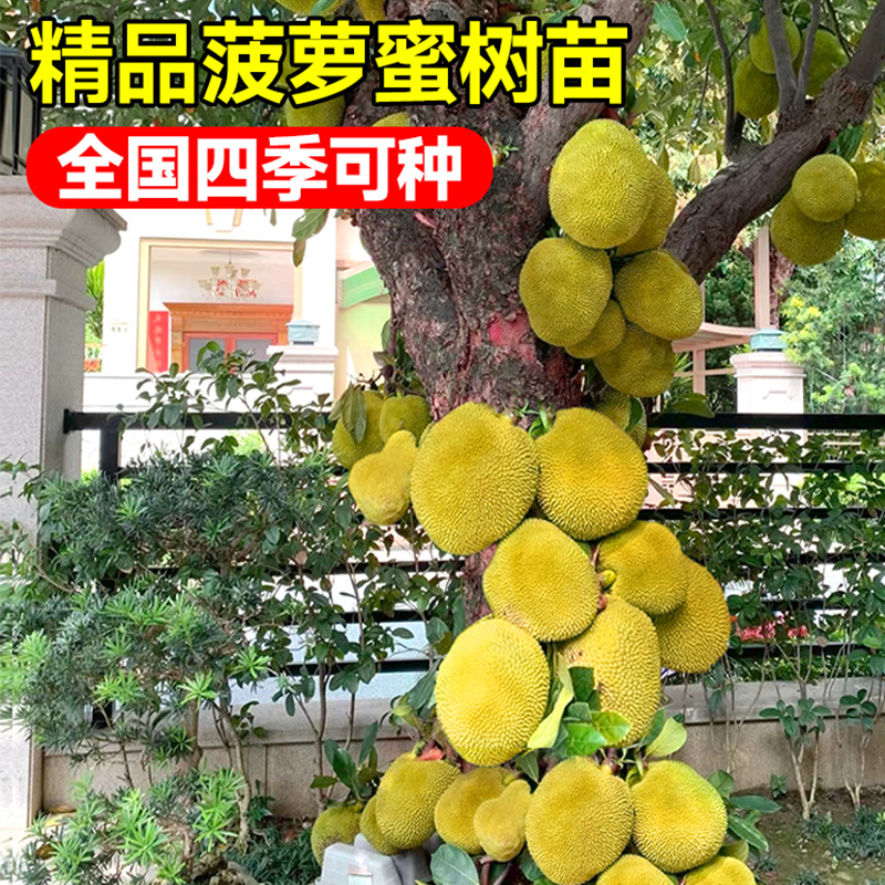 菠萝蜜树树苗嫁接果树果苗四季水果苗室内外庭院盆栽种苗耐寒榴莲