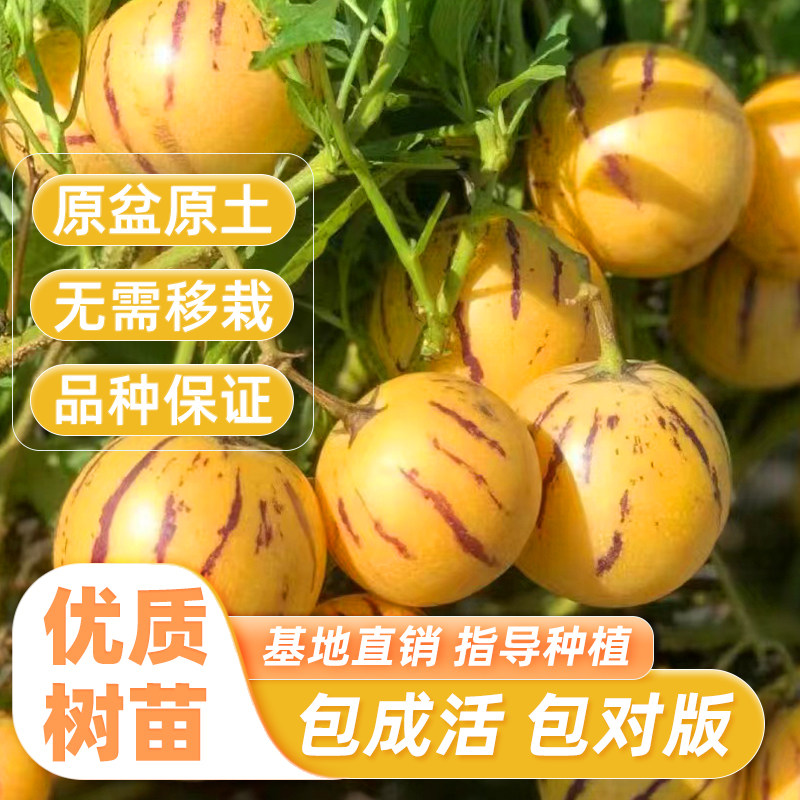人参果盆栽人生果树果苗水果阳台地栽人参果秧苗南方树苗人叁果苗