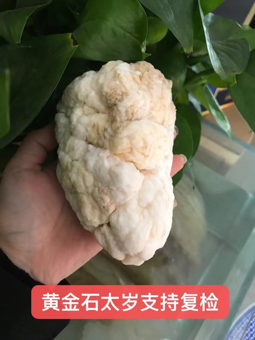 长白山野生天然石太岁肉灵芝泡水体养生体433克