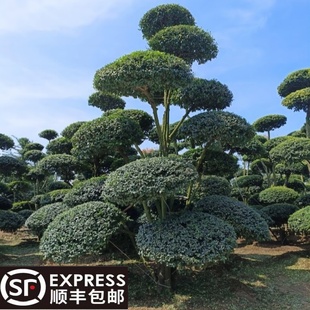 小叶女贞造型树地景树多头女贞造型庭院别墅四季 常青绿植选树现挖