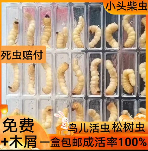 柴虫 松树虫活虫喂鸟虫木虫鸟儿专用虫天牛虫提性虫壮膘虫麻根虫