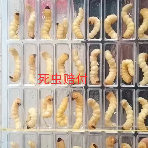 柴虫贵州松树虫高蛋白野生天牛幼虫鸟儿活食提性壮膘专用野生柴虫