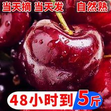 红灯早大果  山东大樱桃露天现摘国产车厘子当季孕妇樱桃新鲜水果