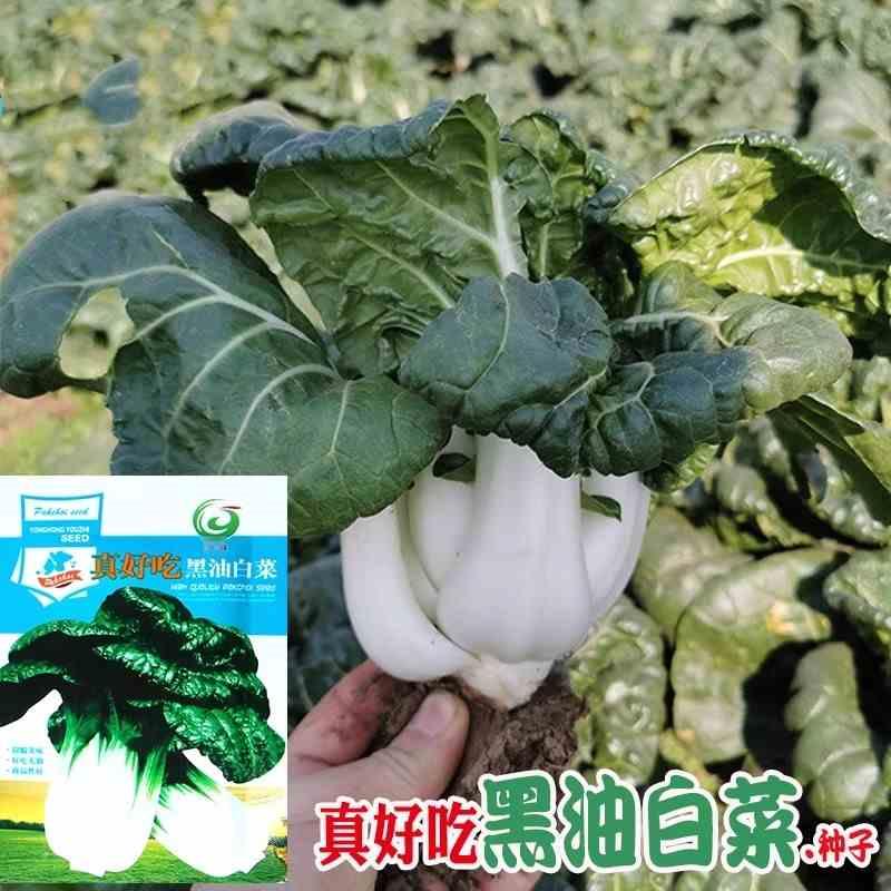 真好吃黑油白菜种子农田菜地高产盆栽蔬菜易种植四季奶白菜籽