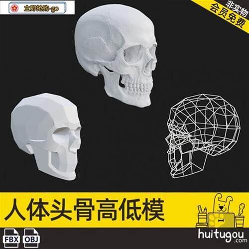 人体头骨模型人体结构模型素材3D建模参考图设计素材