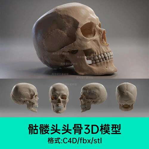 骷髅头骨3D模型人体结构模型素材3D建模参考图设计素材
