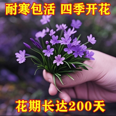浓香型姬蒲草盆栽好养室内外四季花卉种植净化空气庭院好养易开花