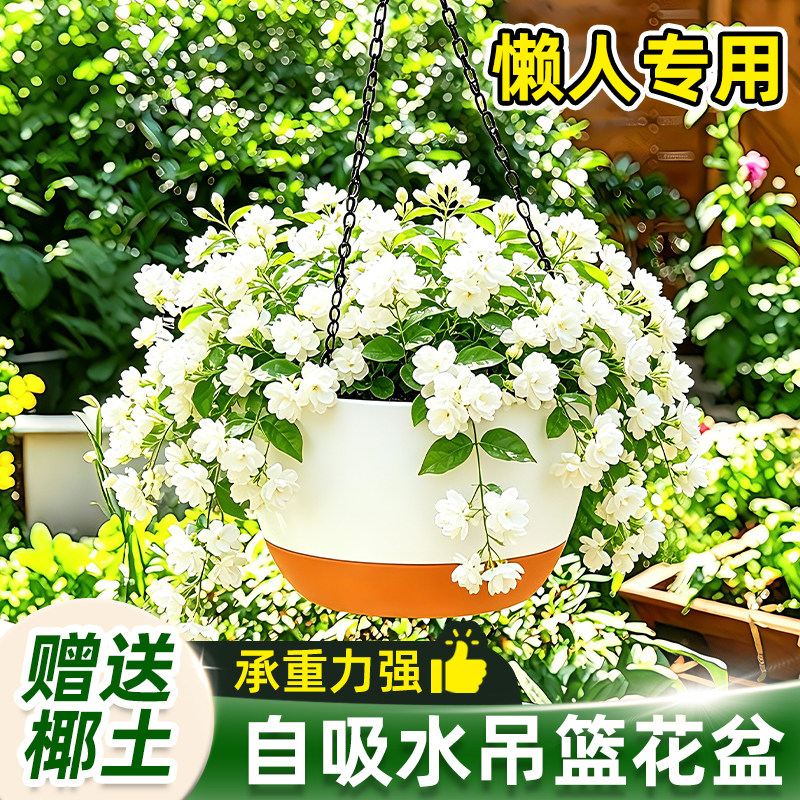吊兰花盆吊篮悬挂式专用垂吊植物球兰矮牵牛霸王蕨卷叶牡丹大吊盆图片