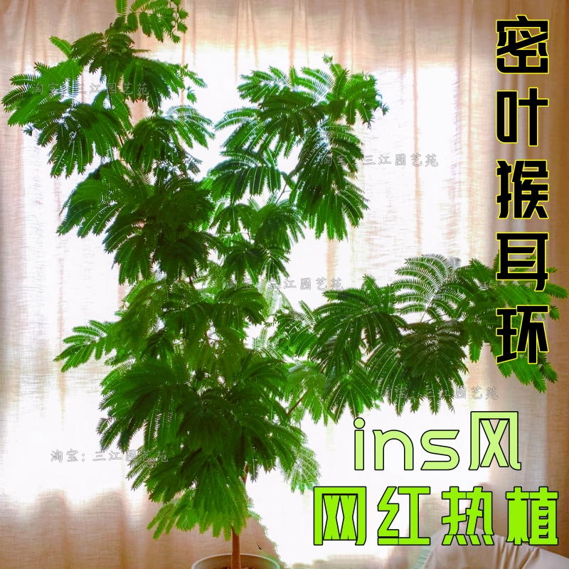 密叶猴耳环热植ins网红绿植室内