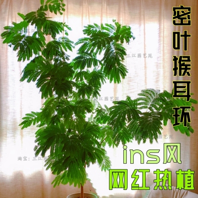 密叶猴耳环热植ins网红绿植室内