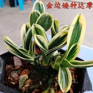 名贵金边矮种兰花苗金达摩艺小巧可爱室内客厅办公室桌面花卉绿植