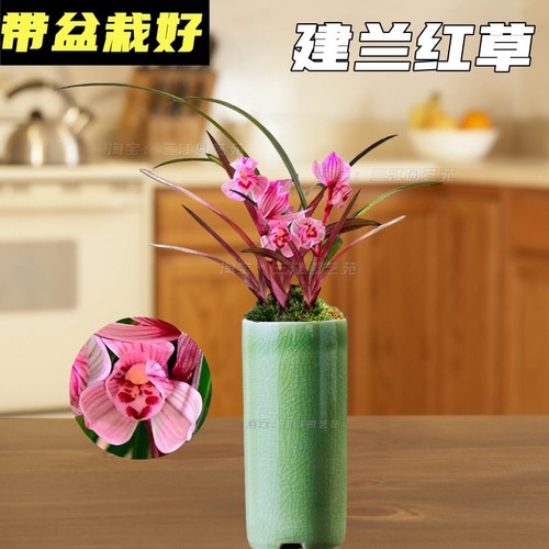 建兰红草带盆栽好浓香室内好养