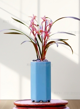 正品寒兰红草浓香好养带红叶芽美观优雅室内客厅办公桌面花卉绿植