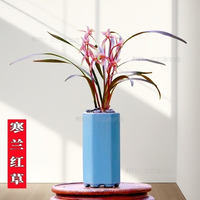 精品寒兰红草浓香好养室内花卉