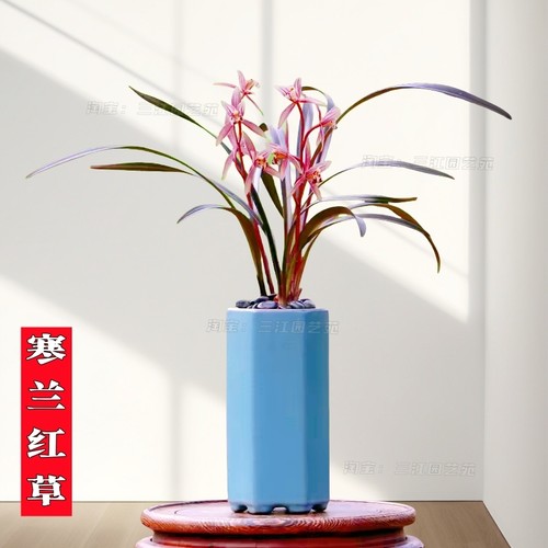 精品寒兰红草浓香好养室内花卉