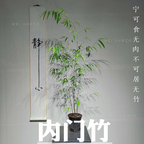 正宗高质量内门竹基地直销