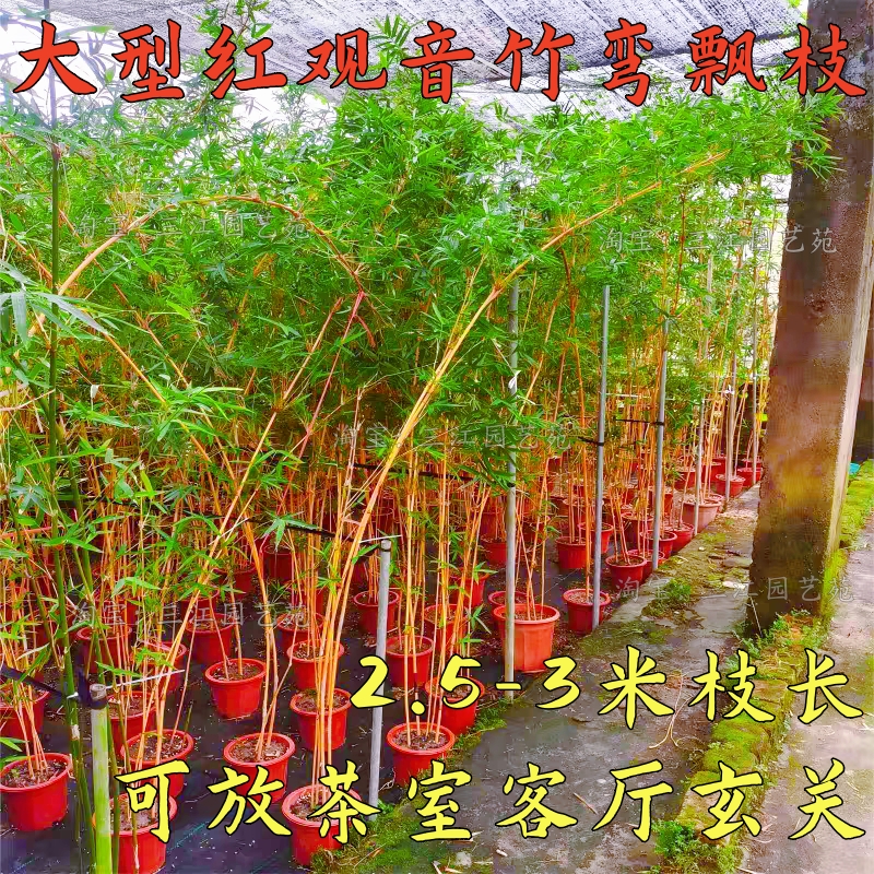 大型高杆红观音竹弯飘枝水培竹子