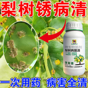 梨树锈病专用杀菌剂梨绣病铁锈病羊胡子黑斑病褐斑梨树病全治肥料